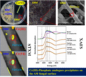同步辐射在菌根吸收转运铬机理研究中发挥重要作用